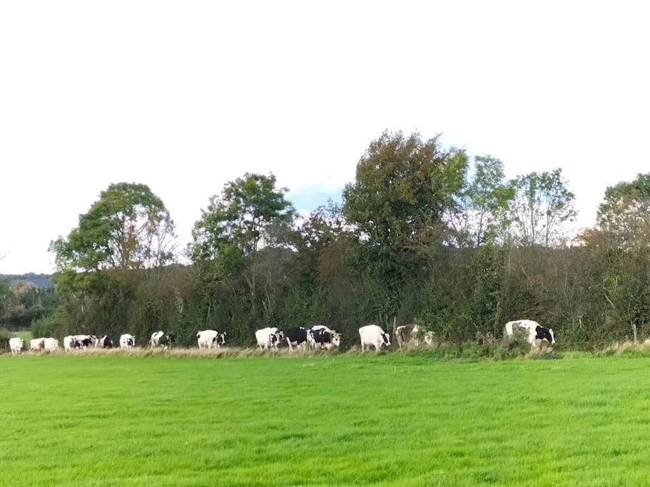 Gite La Dame Au Lit Gite A La Ferme Momignies エクステリア 写真